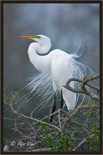 Great Egret, Courtship Display, High Island